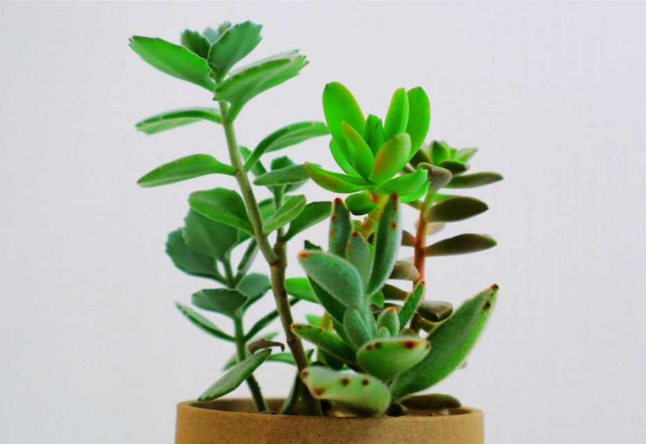 多肉植物 – Adsite-web