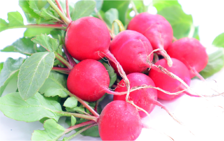 ラディッシュ – Adsite-web