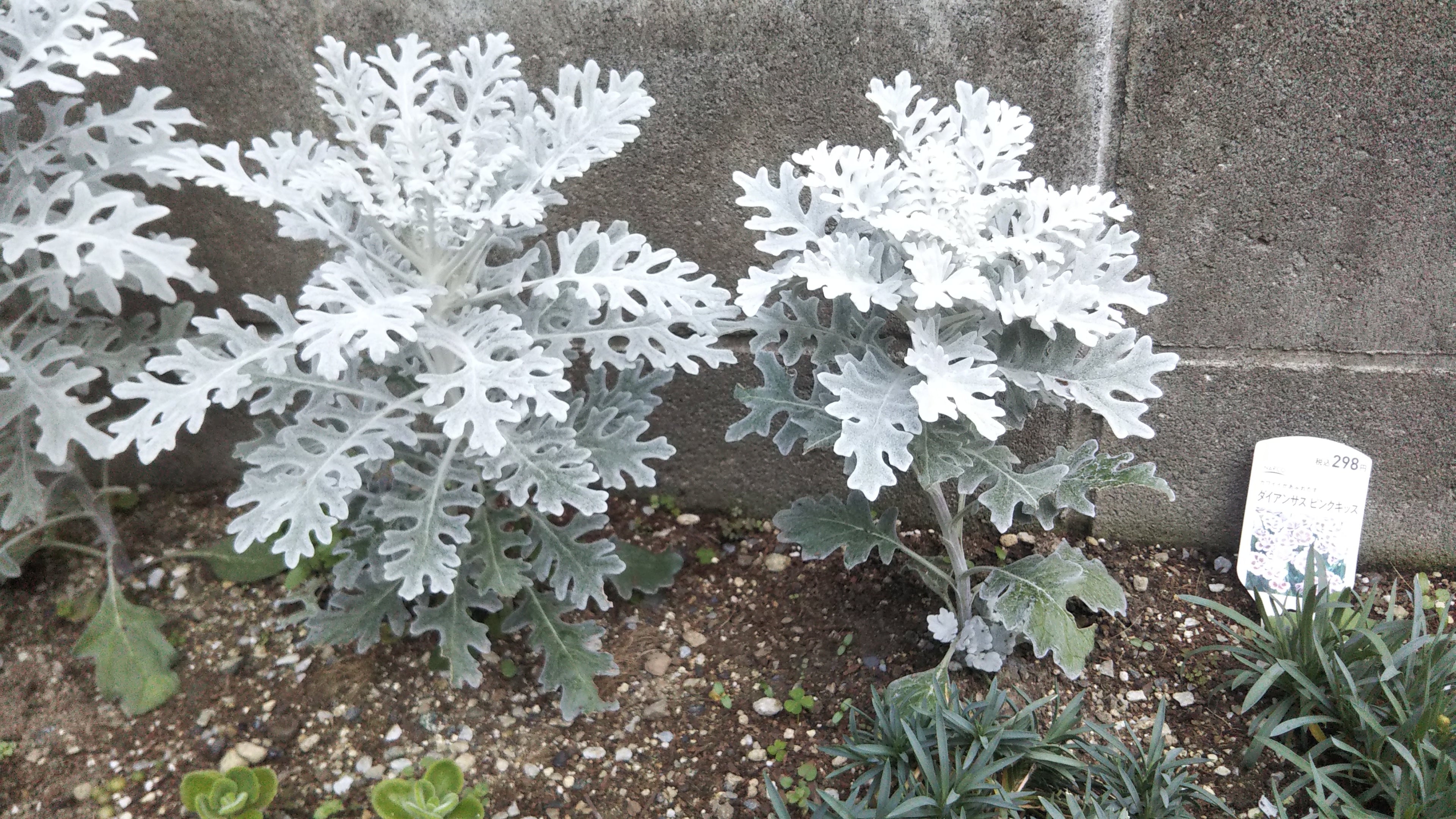 シルバーリーフ観葉植物の栽培 – Adsite-web