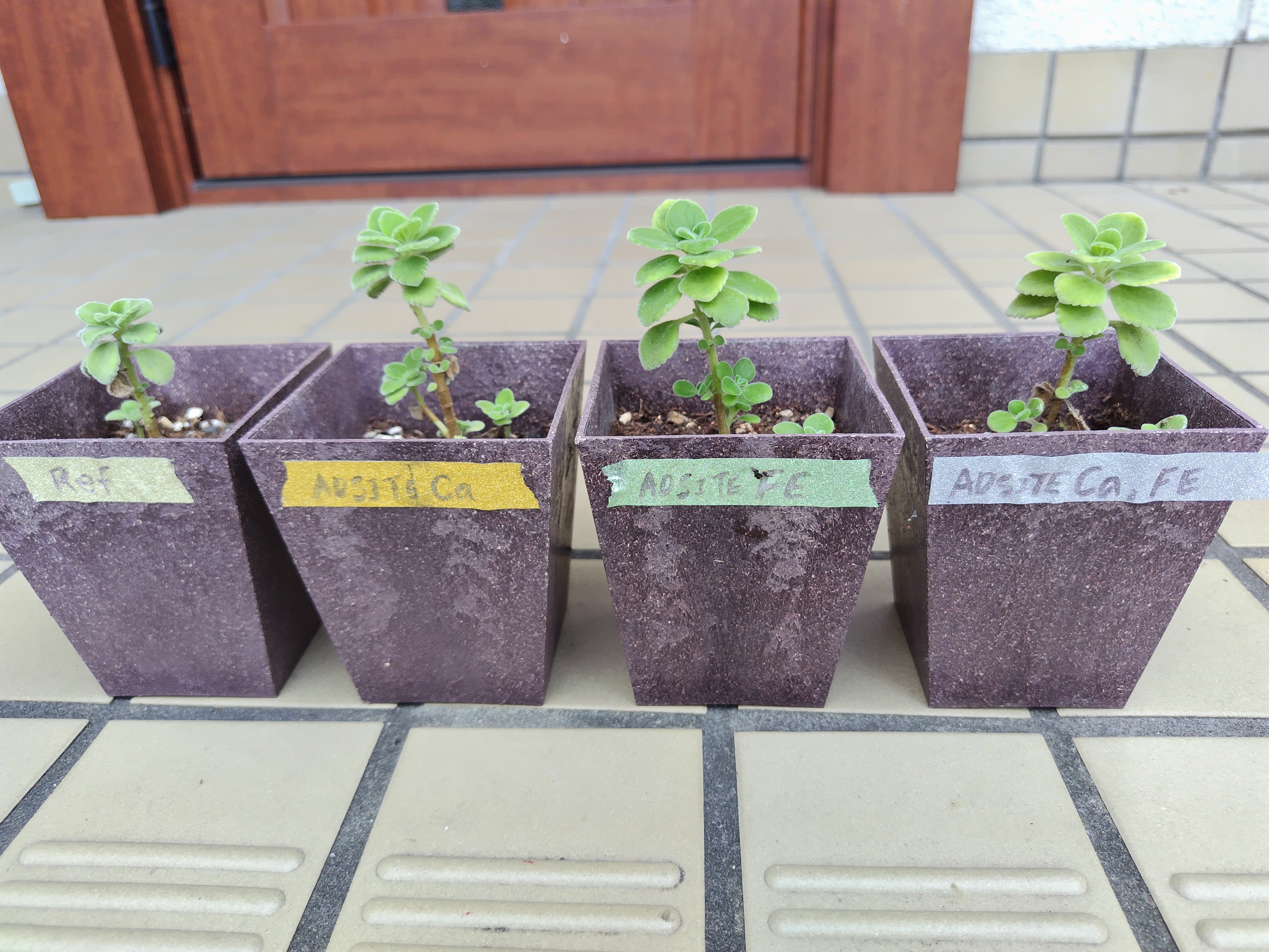 アロマティカス（多肉質ハーブ） – Adsite-web